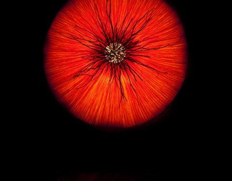 인송자 〈조용한 실험〉 인송자 〈조용한 실험〉